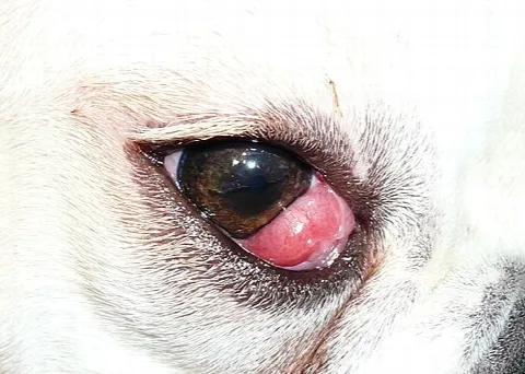Prolapsed gland of the third eyelid