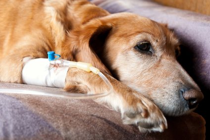 Dog with kidney failure on drip receiving fluid therapy